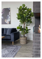 Fiolin Fig Artificial Plant, H190